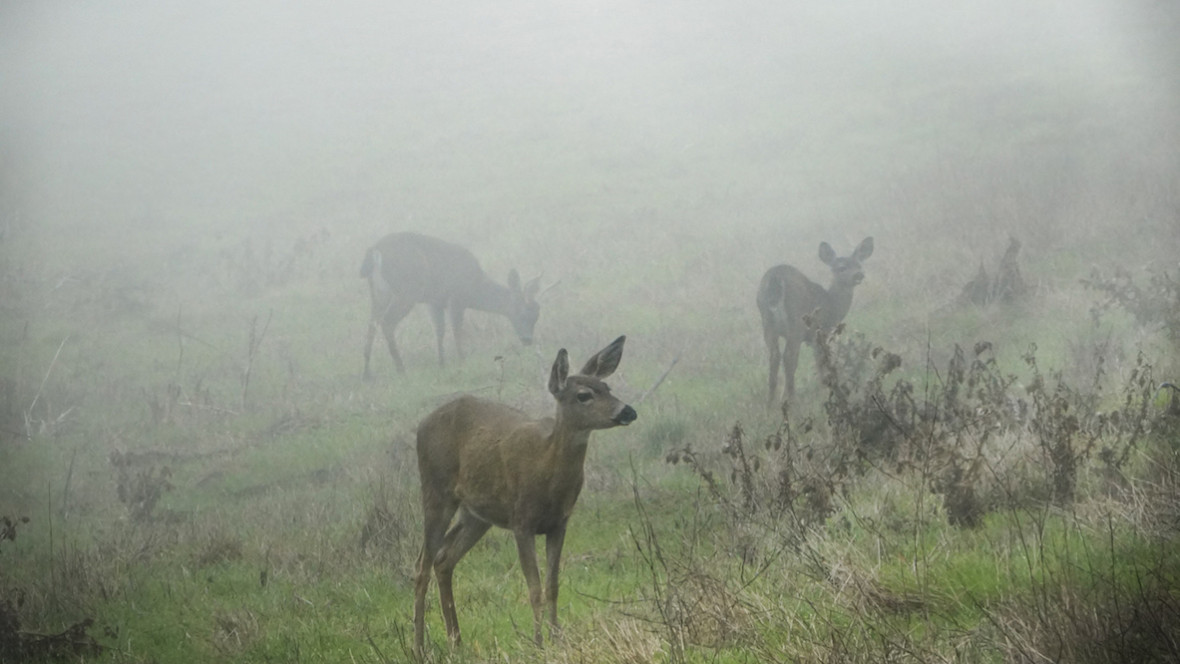 Anna Kaehler author, photography deer